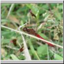 Sympetrum pedemontanum - Gebaenderte Heidelibelle m01.jpg